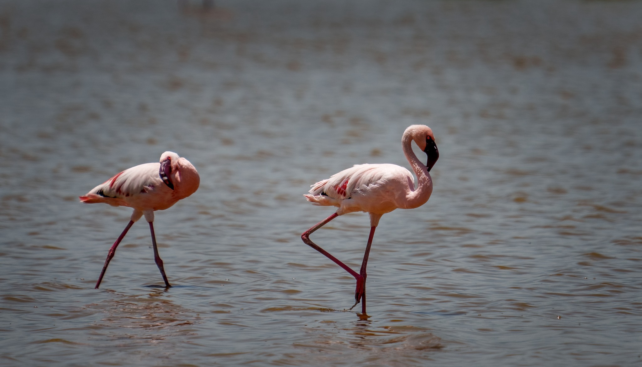 Chilean Flamingos